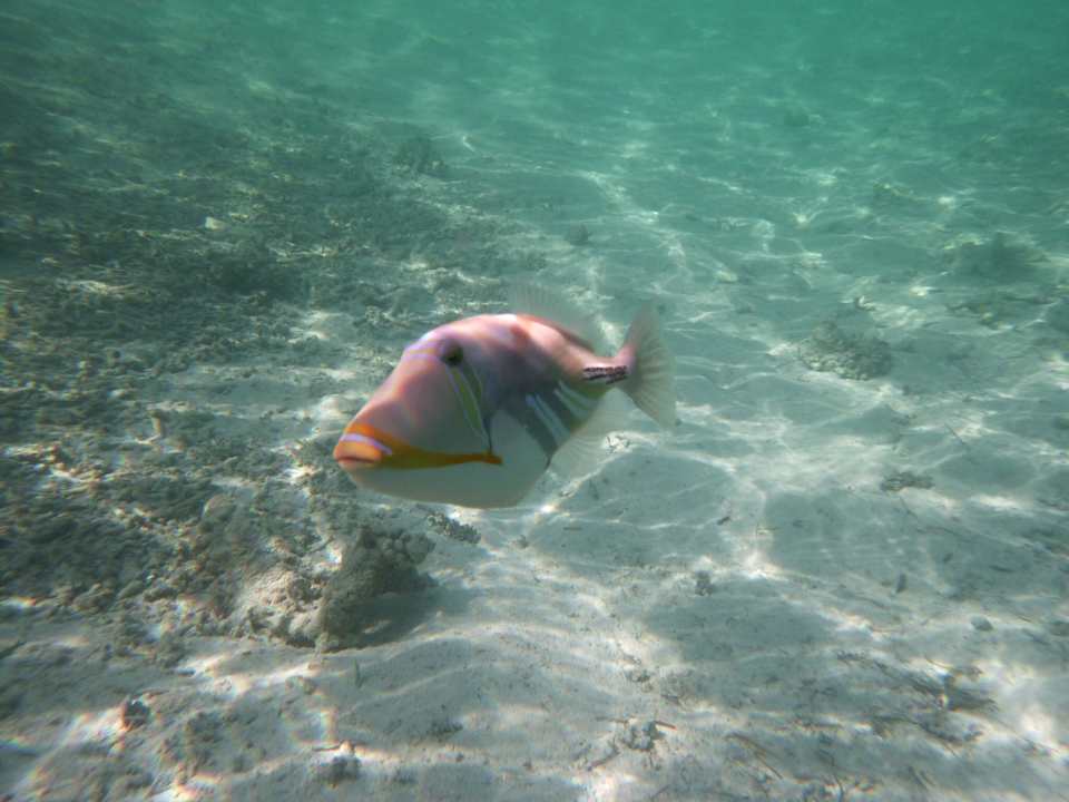 Strand Meeru Maldives Resort Island
