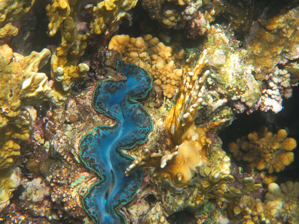 Strand Malikia Resort Abu Dabbab