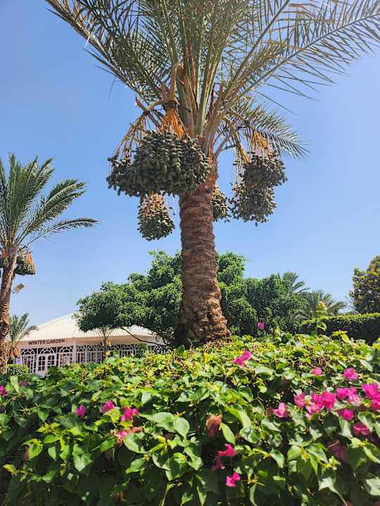 Gartenanlage Desert Rose