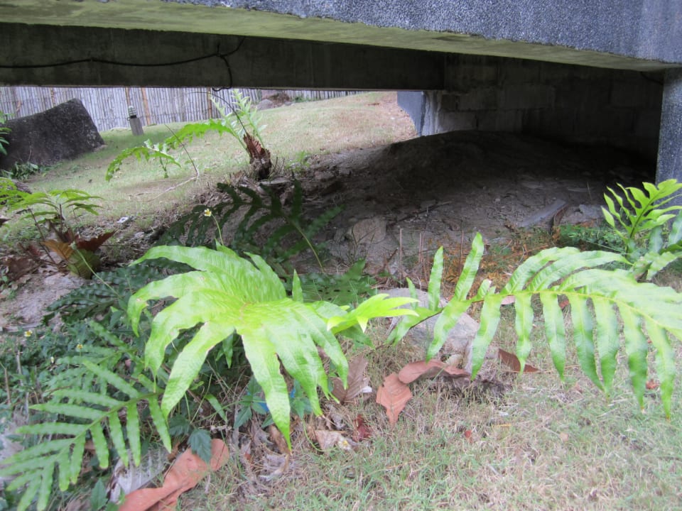 Sehr ungepflegt  The Haad Tien Beach Resort