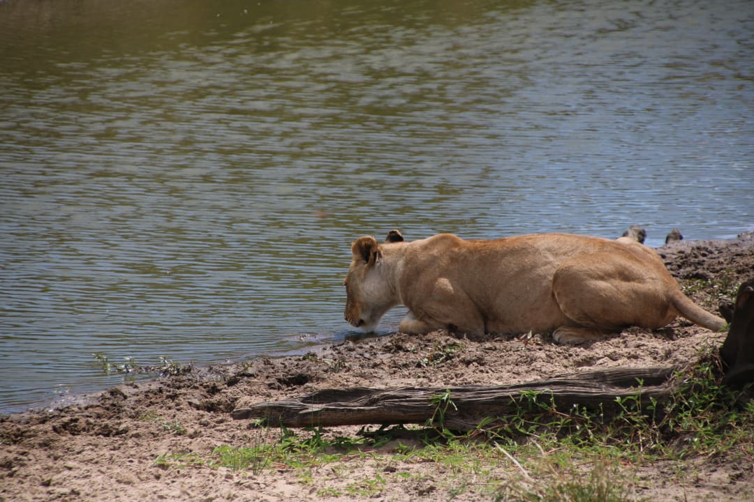 Sonstiges Aruba-Mara Camp