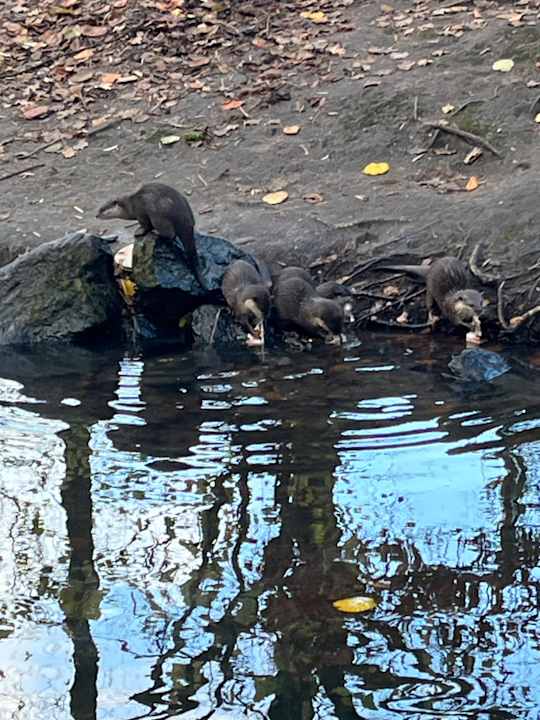 Sport & Freizeit Center Parcs De Kempervennen