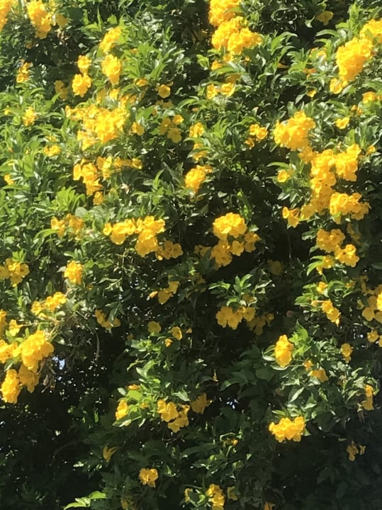 Gartenanlage Desert Rose