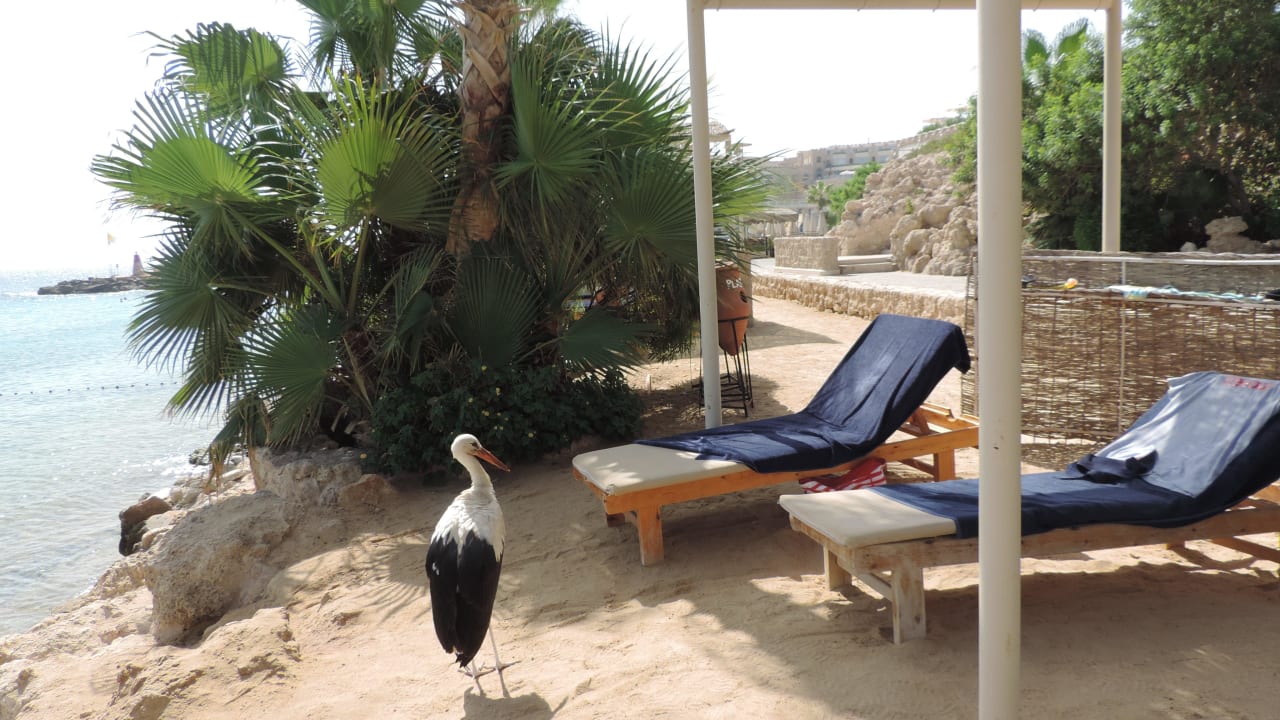 Besuch Pickalbatros Citadel Resort