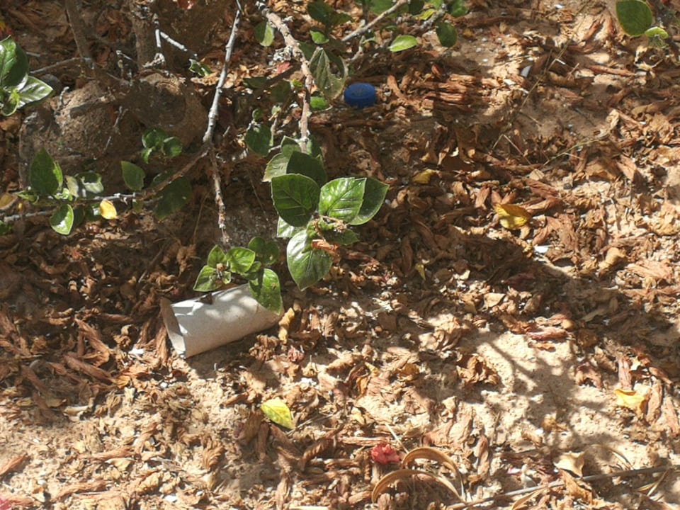 Gartenanlage Hotel Sangho Club Zarzis