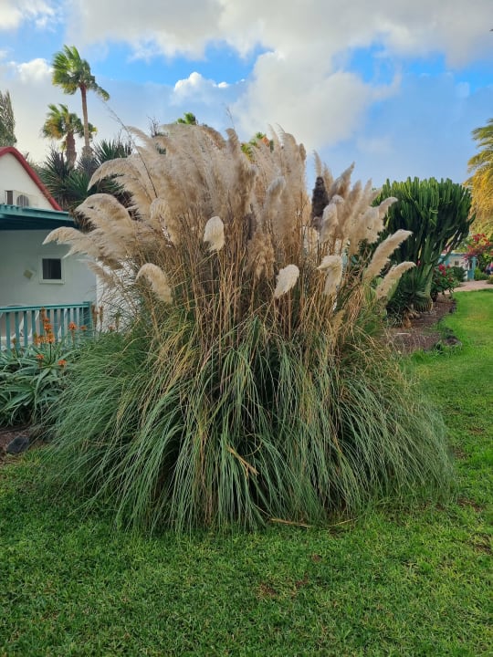 Gartenanlage Aldiana Club Fuerteventura