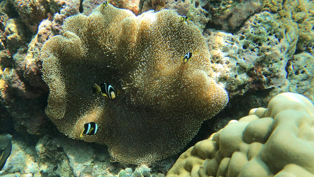 Sport & Freizeit Adaaran Select Meedhupparu Island Resort - Premium All Inclusive