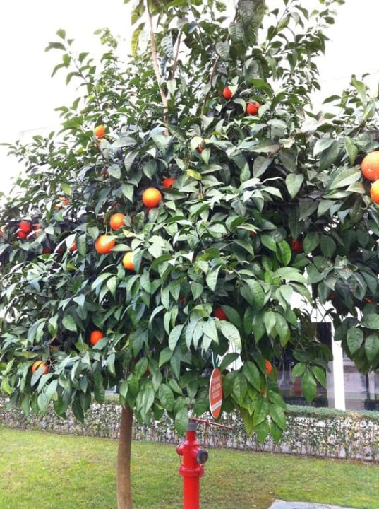 Orangen Baum Hotel SU & Aqualand