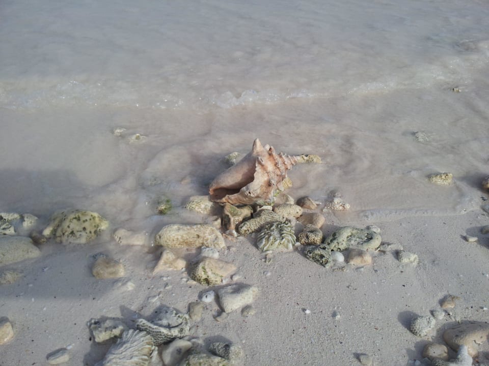 Muschel Grand Palladium Kantenah Resort & Spa