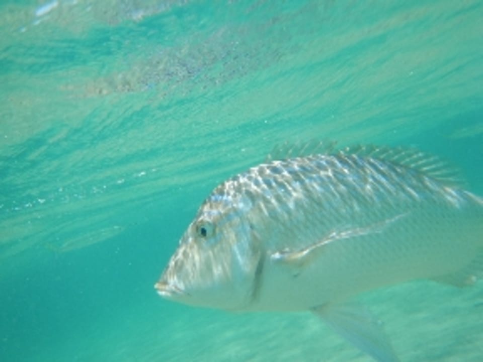 Sonstiges Shams Prestige Abu Soma-Adults Only