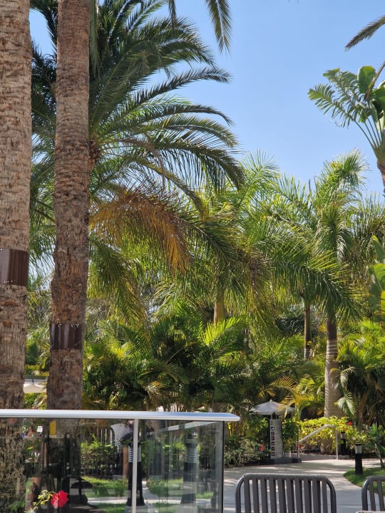 Gartenanlage Hotel Riu Palace Palmeras