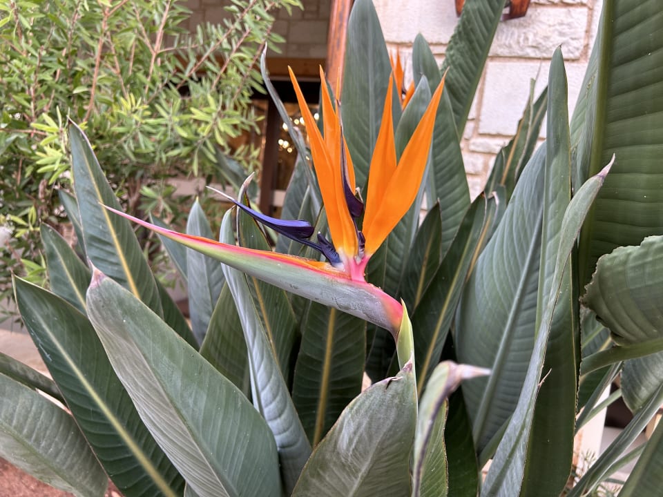 Gartenanlage Cactus Royal