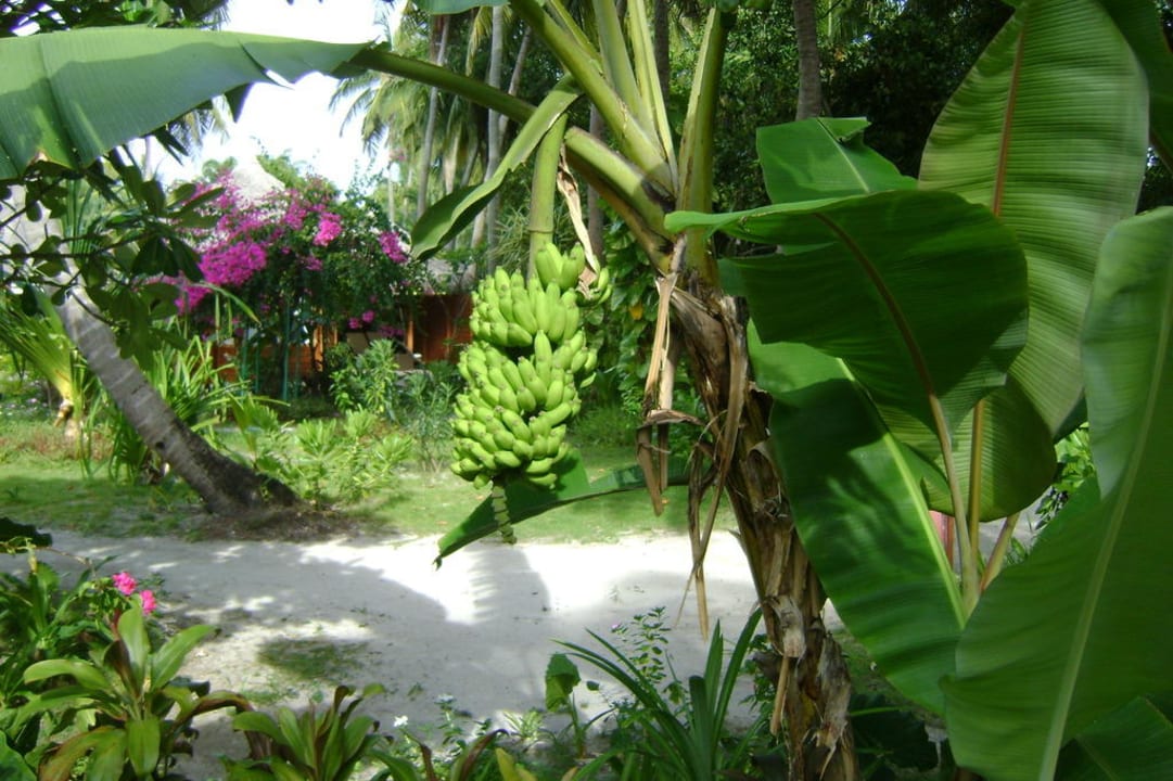 Kokos Kuramathi Maldives