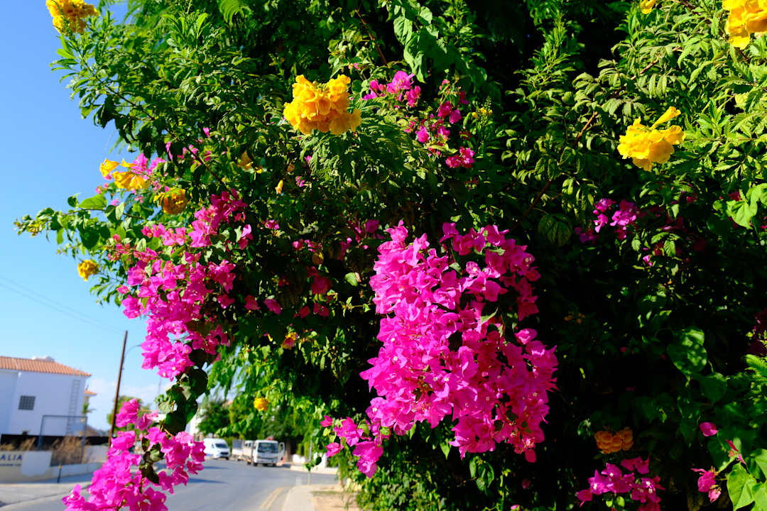 Sonstiges Crystal Springs Beach Hotel