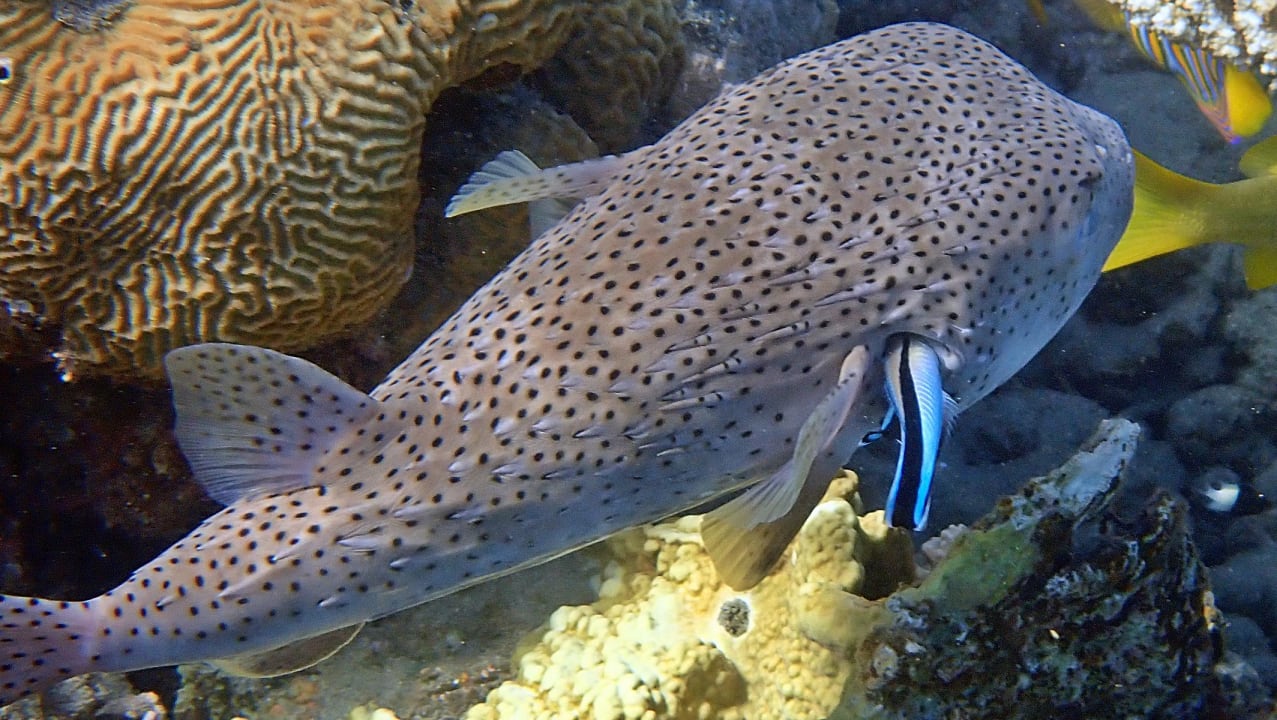 Strand Shams Alam Beach Resort