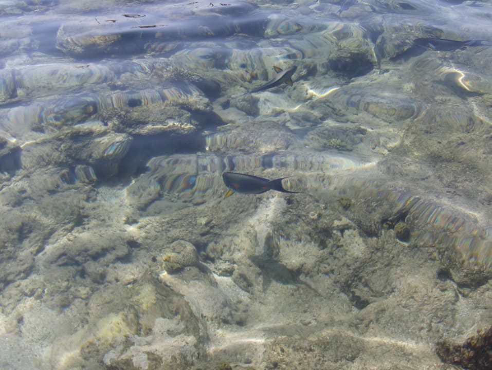 Klares Wasser am Strand Pickalbatros Citadel Resort