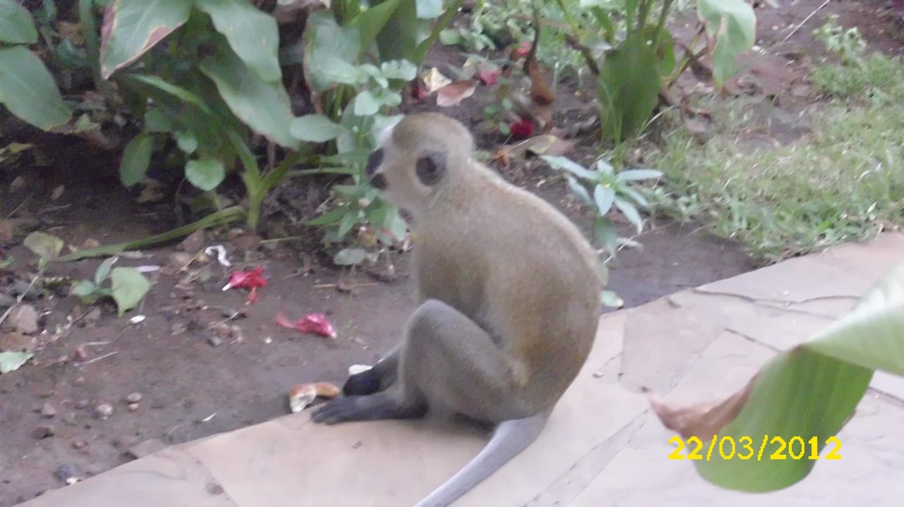 Besuch vor unserem Zimmer Reef Hotel Mombasa