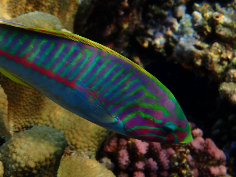 Sport & Freizeit Steigenberger Coraya Beach - Adults only