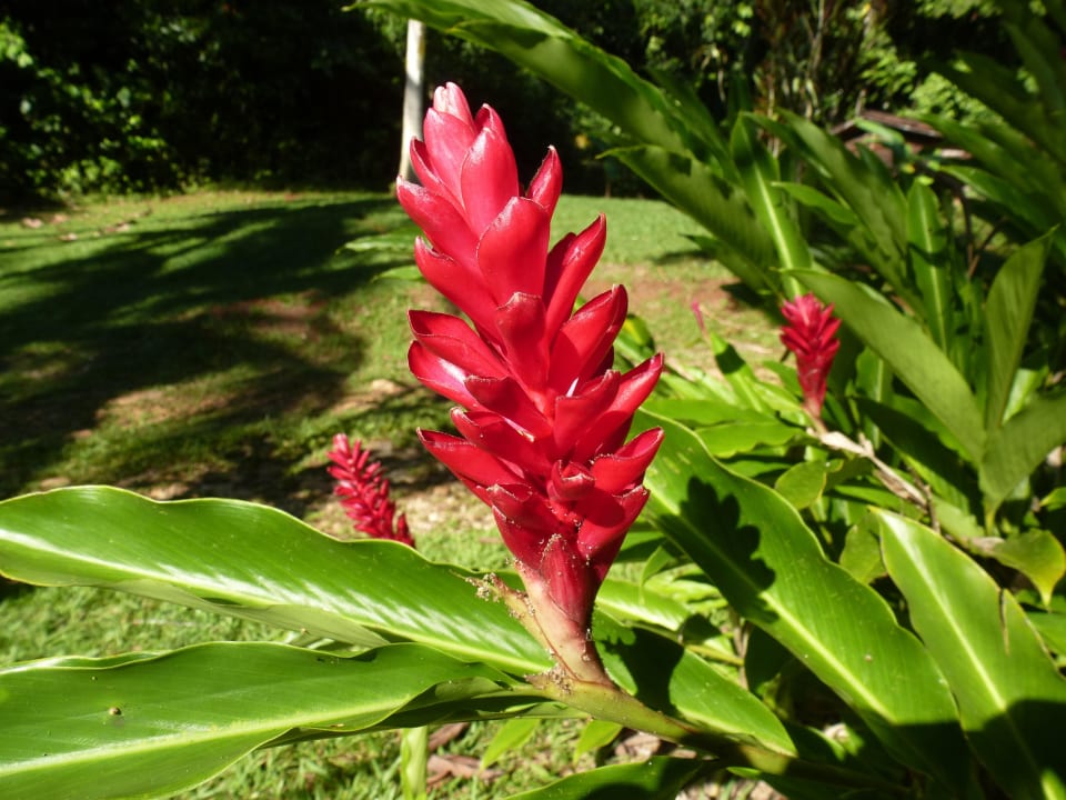 Wunderschöne Ginger Suital Lodge