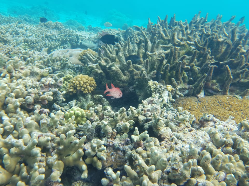 Sport & Freizeit ROBINSON NOONU