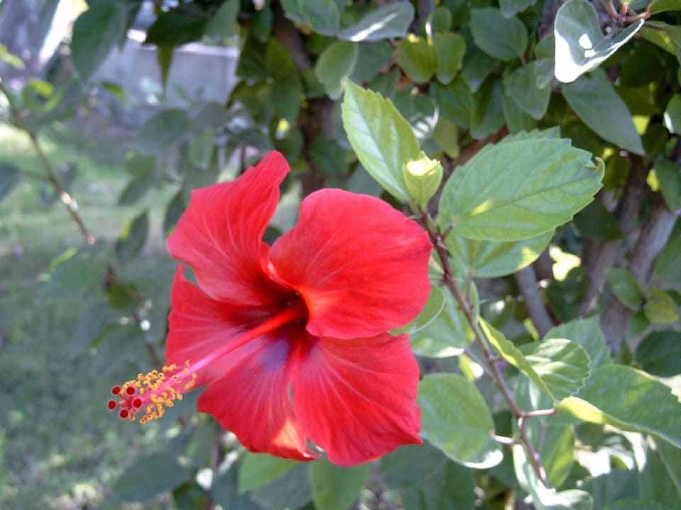 Pflanzen in der Hotelanlage Ölüdeniz Beach Resort by Z Hotels