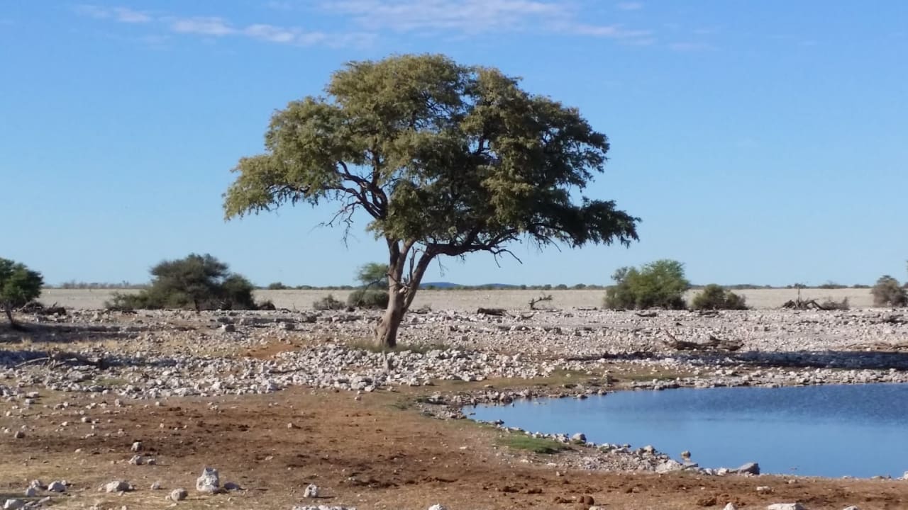 Gartenanlage Okaukuejo Camp