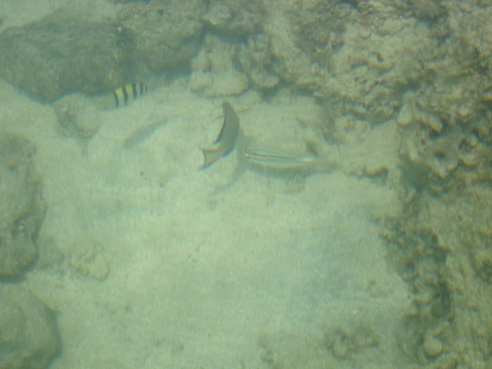 Fische Sentido Akassia Beach