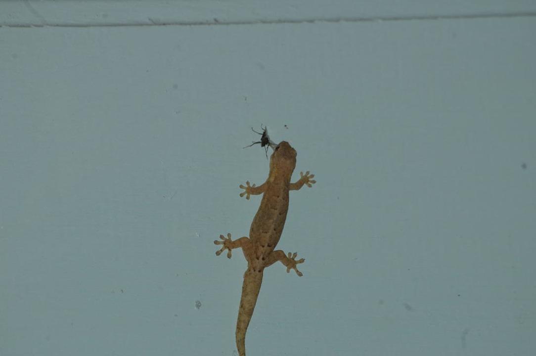 Gecko an der Außenwand Casa Acuario