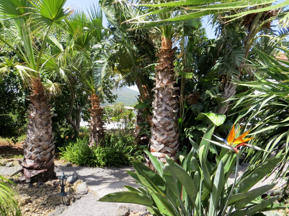 Palmen Finca Primavera