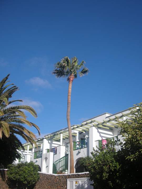 Pool mit Palmen Apartamentos Guacimeta