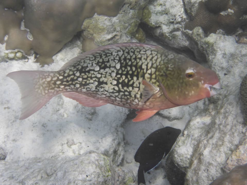 Schöne Fische Adaaran Select Meedhupparu Island Resort - Premium All Inclusive