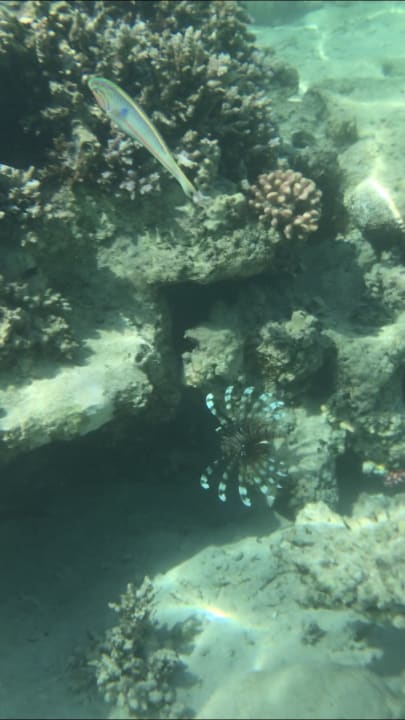 Strand Tropitel Sahl Hasheesh