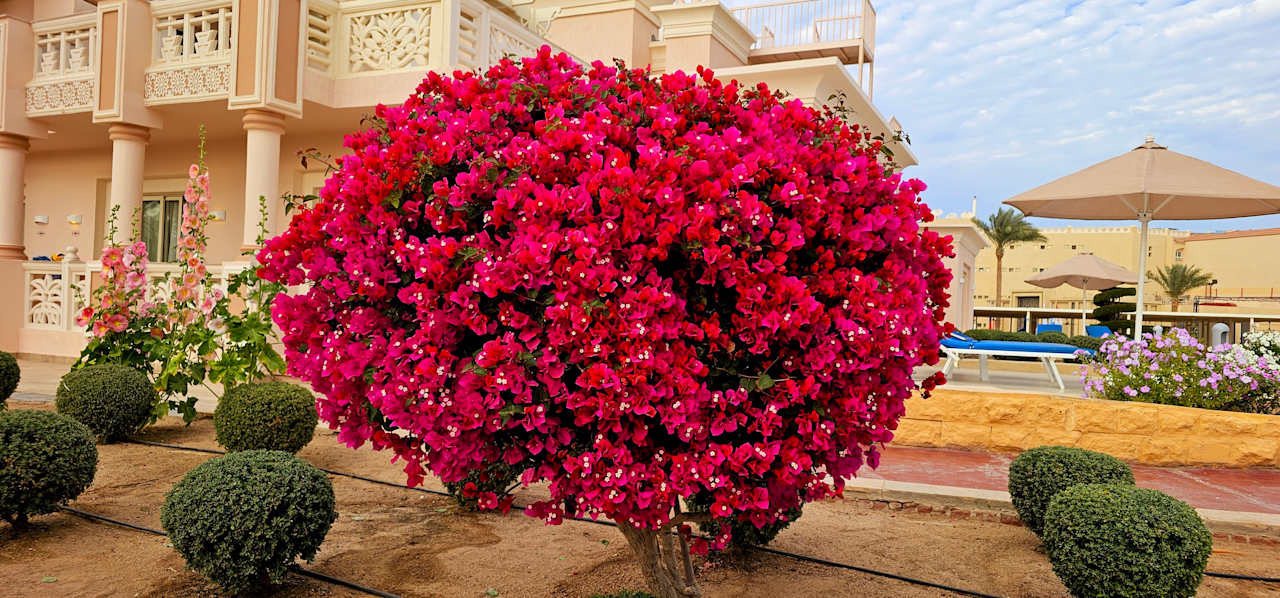 Gartenanlage Pickalbatros Palace Resort