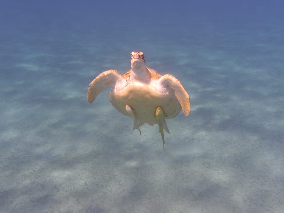 Sport & Freizeit Malikia Resort Abu Dabbab