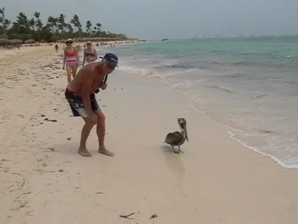 Pelikan am Strand Hotel Riu Bambu