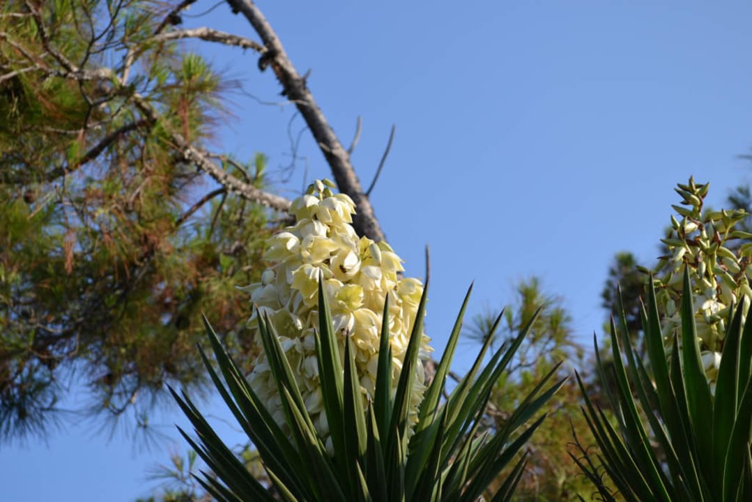 Wygląd zewnętrzny hotelu Hotel Kalithea Horizon Royal
