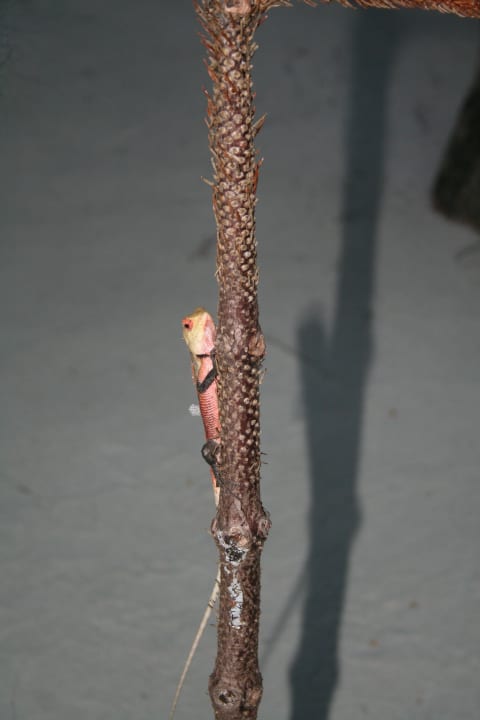 Einheimische Echse Villa Park Sun Island