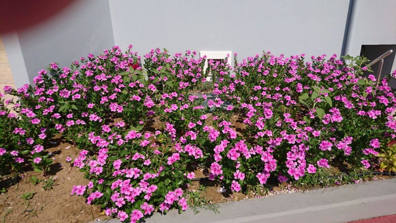 Blumen Atlantica Marmari Palace