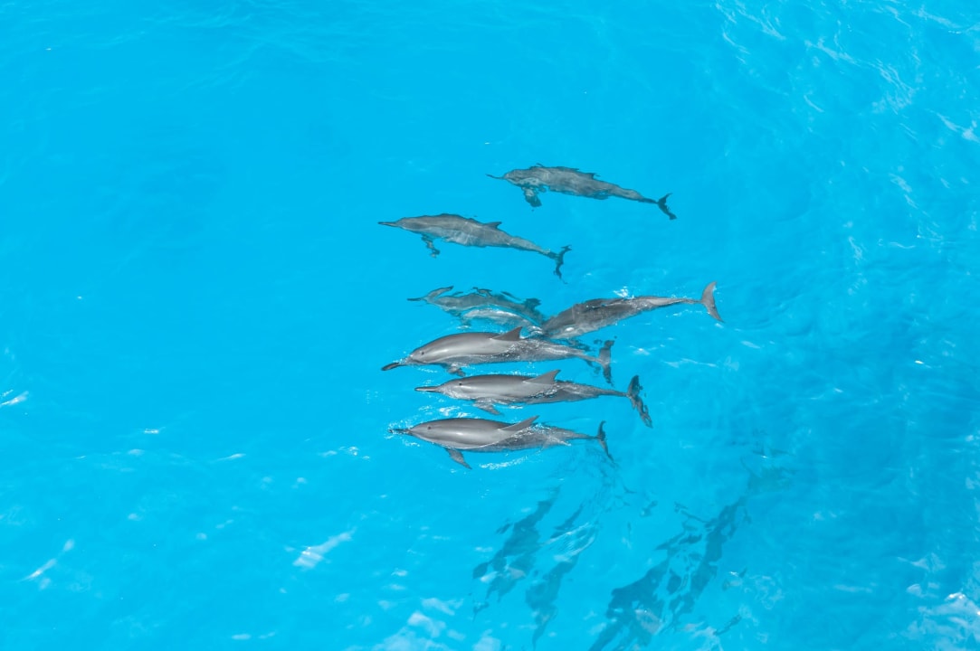 Sport & Freizeit Rihiveli Maldives Resort