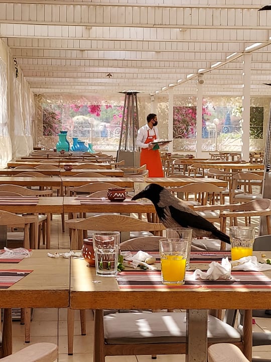 Sonstiges Desert Rose