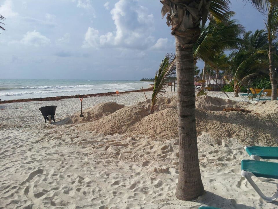 Inmitten der Liegen  Catalonia Playa Maroma