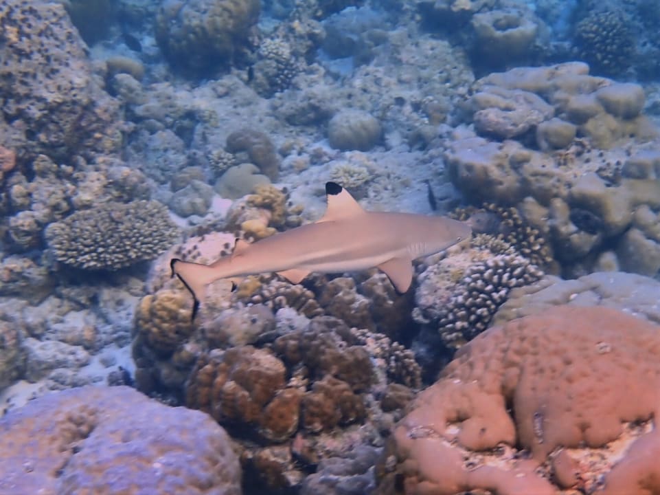 Sport & Freizeit Filitheyo Island Resort