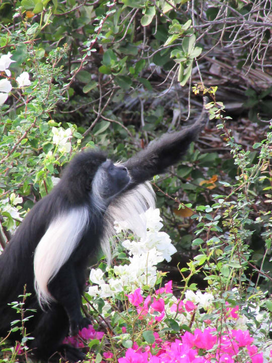 Affen beim Naschen Hotel Southern Palms Beach Resort