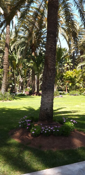 Gartenanlage Hotel Riu Palace Oasis