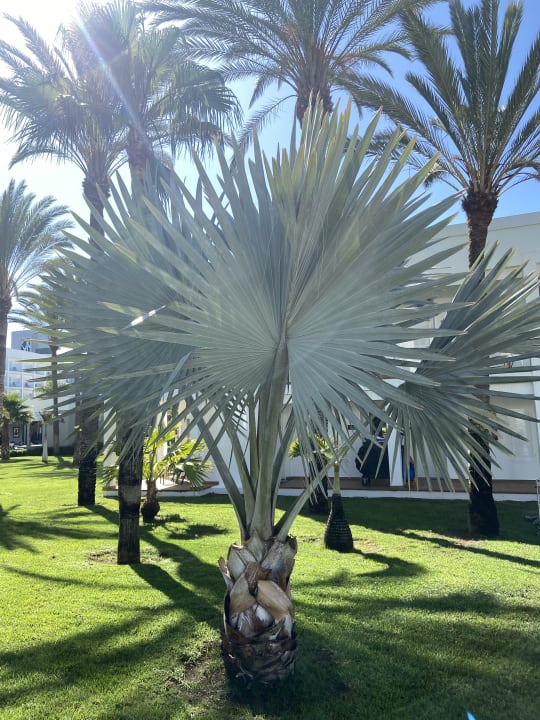 Gartenanlage Hotel Riu Palace Meloneras