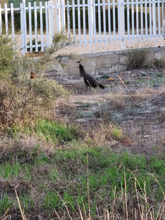 Gartenanlage Zafiro Bahia