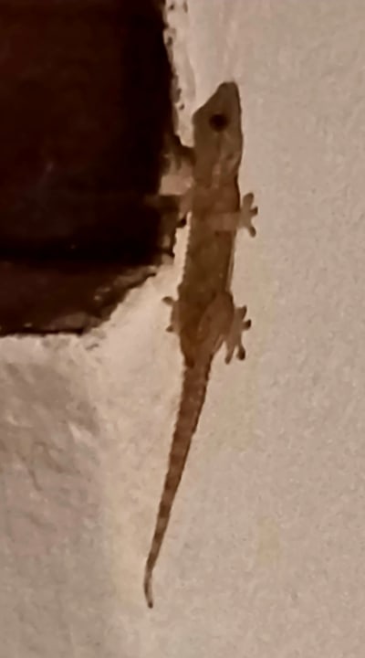 Zimmer Apartamentos Son Bou Gardens