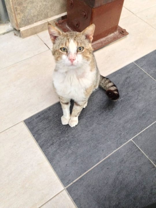 Hotelkatze Venosa Beach Resort & Spa