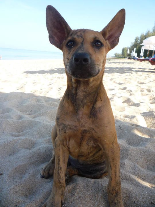 Hunde am Strand Khaolak Orchid Beach Resort