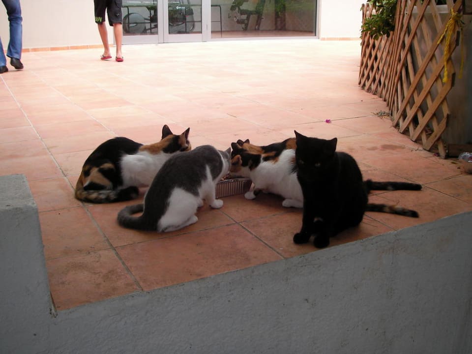 Katzenfütterung im Hotel Caravia Beach Hotel